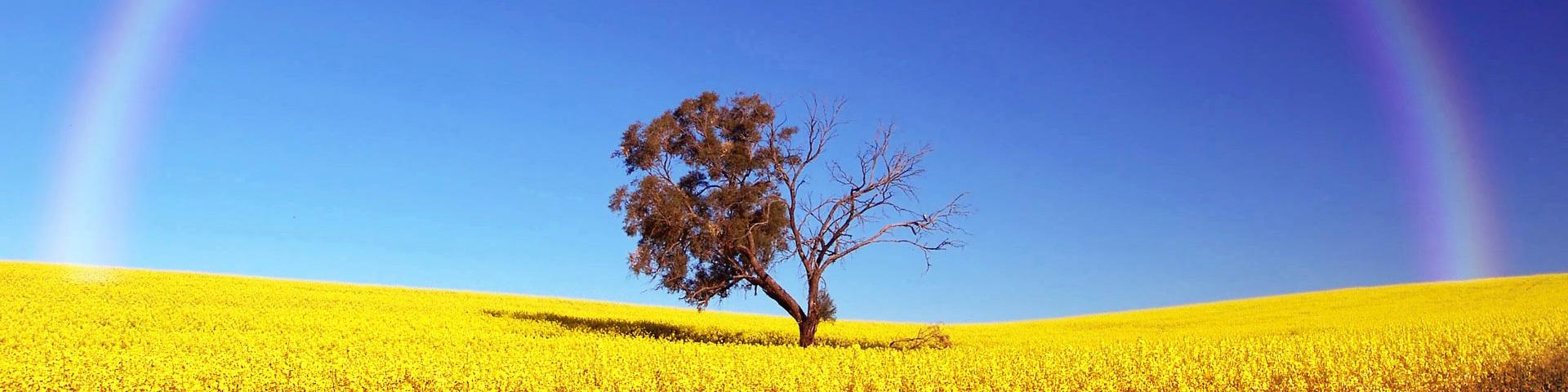 a single tree in a yellow field below a rainbow