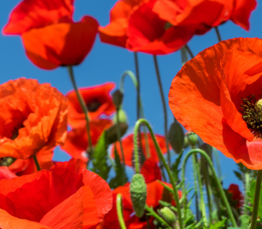 Esquimalt Dockyard Branch 172 – Royal Canadian Legion